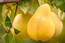 Fruit Seeds,Garden seeds, Seeds For Planting,Plant Seeds