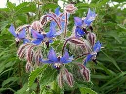Borago Officinalis Flower Seeds for Planting – Vibrant Colors, Heirloom &amp; Non-GMO Seeds
