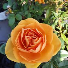 Goldish Yellow Rose Flower Seeds for Planting | Heirloom Non-GMO High Germination Organic Garden Seeds