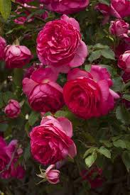 Dark Pink Rose Flower Seeds – Heirloom Non‑GMO Seeds for Planting, Pollinator Friendly High Germination Organic Garden Seeds