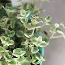 Little Missy Flower Seeds for Planting – Compact Growth Heirloom Non-GMO Organic Garden Seeds