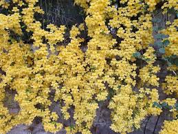 Macfadyena Unguis Flower Seeds for Planting – Heirloom, Non-GMO, Colorful Organic Garden Seeds