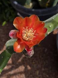 Orange Opuntia Flower Seeds for Planting – Heirloom, Non-GMO, High Germination Organic Garden Seeds