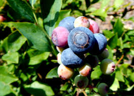Fruit Seeds,Garden seeds, Seeds For Planting,Plant Seeds