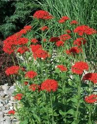 Maltese Cross Flower Seeds for Planting – Heirloom, Non-GMO, High Germination Organic Garden Seeds