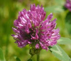 Meadow Clover Flower Seeds for Planting – Heirloom, Non-GMO, Sun Loving Organic Garden Seeds
