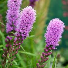 Liatris Flower Seeds for Planting - Heirloom, Non-GMO, High Germination Organic Garden Seeds
