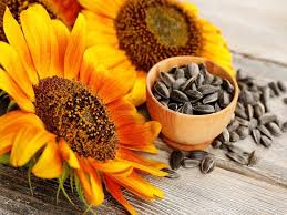 Yellow Sunflower Flower Seeds for Planting – Premium, Heirloom, Non-GMO, High Germination