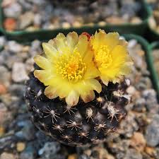 Copiapoa Flower Seeds for Planting – Wildflower Mix, Heirloom, Non-GMO, Organic Garden Seeds