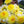 Yellow Pompon Dahlia Flower Seeds for Planting – Heirloom, Non-GMO, Garden Favorite Seeds