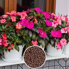 Heirloom Impatiens Flower Seeds – Non-GMO, High Germination Organic Garden Seeds