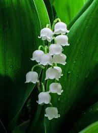 Heirloom Valley Flower Seeds for Planting – Drought Tolerant, Non-GMO, High Germination