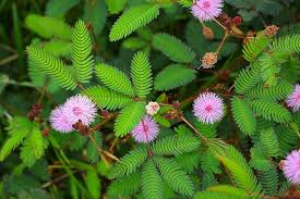 Heirloom Mimosa Flower Seeds – Non-GMO, High Germination Organic Garden Seeds