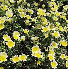 Heirloom Limnanthes Douglasii Flower Seeds – Non-GMO, High Germination Organic Garden Seeds