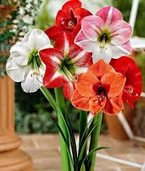 Heirloom Amaryllis Flower Seeds – Non-GMO, High Germination Organic Garden Seeds