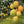 Fruit Seeds,Garden seeds, Seeds For Planting,Plant Seeds