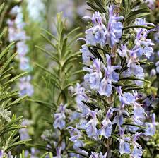 Lavender Rosemary Flower Seeds for Planting – Heirloom, Non-GMO, Hardy Variety Organic Garden Seeds