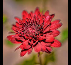 Chrysanthemum Flower Seeds for Planting – Long Bloom Season, Heirloom, Non-GMO & High Germination Seeds