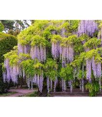Pink Blue Wisteria Flower Seeds for Planting – Vibrant Colors, Heirloom, GMO Free Organic Garden Seeds