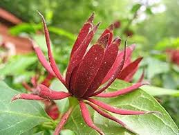 Red Carolina Allspice Flower Seeds for Planting | Heirloom Non-GMO High Germination