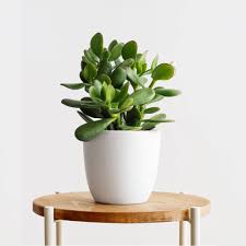 Crassula Flower Seeds for Planting – Heirloom, Non-GMO, High Germination Organic Garden Seeds