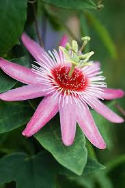 Light Pink White Passiflora Flower Seeds – Heirloom, Non-GMO, High Germination Organic Garden Seeds