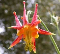 Orange Columbine Flower Seeds for Planting – Heirloom, Non-GMO, Sun-Loving Organic Garden Seeds