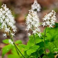 Flower Seeds, Seeds,Seeds For Planting,Plant Seeds