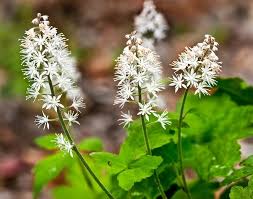 Flower Seeds, Seeds,Seeds For Planting,Plant Seeds