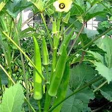 Vegetable Seeds,Garden seeds, Seeds For Planting,Plant Seeds
