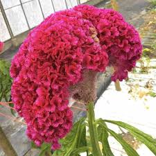 Cristata Flower Seeds for Planting – Heirloom, Non-GMO, Garden Favorite Organic Garden Seeds