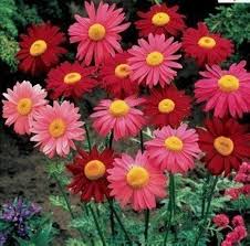 Pink Pyrethrum Flower Seeds for Planting – Heirloom, Non-GMO, High Germination Organic Garden Seeds