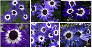 Heirloom Senetti Pericallis Flower Seeds for Planting – Shade Tolerant, Non-GMO, High Germination Organic Garden Seeds