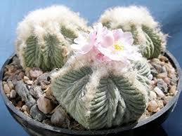 Heirloom Aztekium Flower Seeds for Planting – Non-GMO, High Germination Organic Garden Seeds