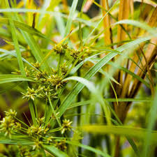 Papyrus Flower Seeds for Planting – Heirloom, Non-GMO, Long Bloom Season Organic Garden Seeds