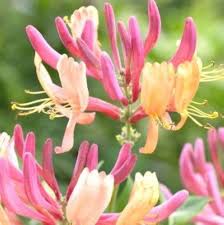 Heirloom Lonicera Tatarica Flower Seeds for Planting – Fragrant Blossoms, Non-GMO, High Germination Organic Garden Seeds