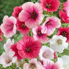 Heirloom Lavatera Flower Seeds for Planting – Pollinator Friendly, Non-GMO, High Germination