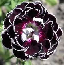 Black White Carnation Flower Seeds for Planting – Heirloom, Non-GMO, High Germination Organic Garden Seeds
