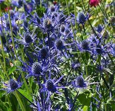 Heirloom Eryngium Planum Flower Seeds for Planting – Long Bloom Season, Non-GMO, High Germination Organic Garden Seeds