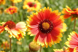 Heirloom Gaillardia Tokajer Flower Seeds for Planting – Non-GMO, High Germination Organic Garden Seeds