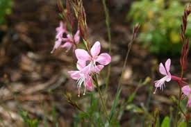 Gaura Flower Seeds for Planting – Heirloom, Non-GMO, Easy to Grow Organic Garden Seeds