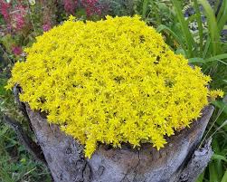 Yellow Moss Stonecrop Flower Seeds for Planting – Heirloom, Non-GMO, Seasonal Organic Garden Seeds