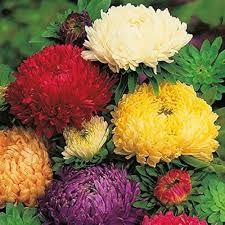 Heirloom Chrysanthemum Flower Seeds – Non-GMO, High Germination Organic Garden Seeds
