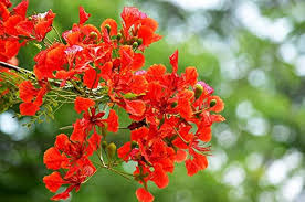 Heirloom Gulmohar Flower Seeds for Planting – Non-GMO, High Germination Garden Seeds