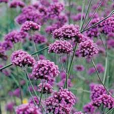 Purple Verbena Bonariensis Flower Seeds for Planting – Heirloom Non-GMO High Germination Organic Garden Seeds