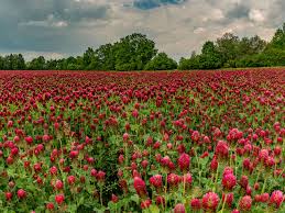 Organic Red Trifolium Incarnatum Flower Seeds for Planting – Vibrant Colors, Heirloom, Non-GMO, High Germination Seeds