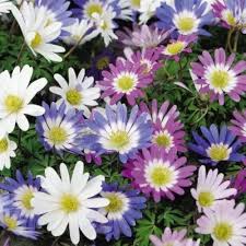 Brachyscome Flower Seeds for Planting – Heirloom, Non-GMO, Bright Blooms Organic Garden Seeds