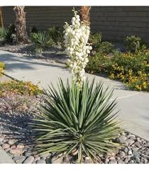 Dracaena Spike Seeds – High Germination Heirloom, Non-GMO Flower Seeds for Planting Borders & Organic Gardens