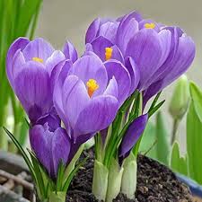 Blue Yellow Crocus Flower Seeds for Planting – Heirloom, Non-GMO, High Germination Organic Garden Seeds