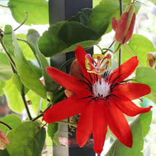 Red Blue Passiflora Flower Seeds for Planting – Premium Quality, Heirloom, Non-GMO, High Germination
